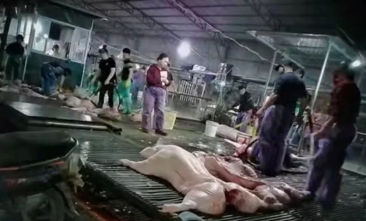 Vụ hơn 300 tấn lợn bệnh tại Hà Nội: Hệ thống kiểm dịch tê liệt từ bên trong