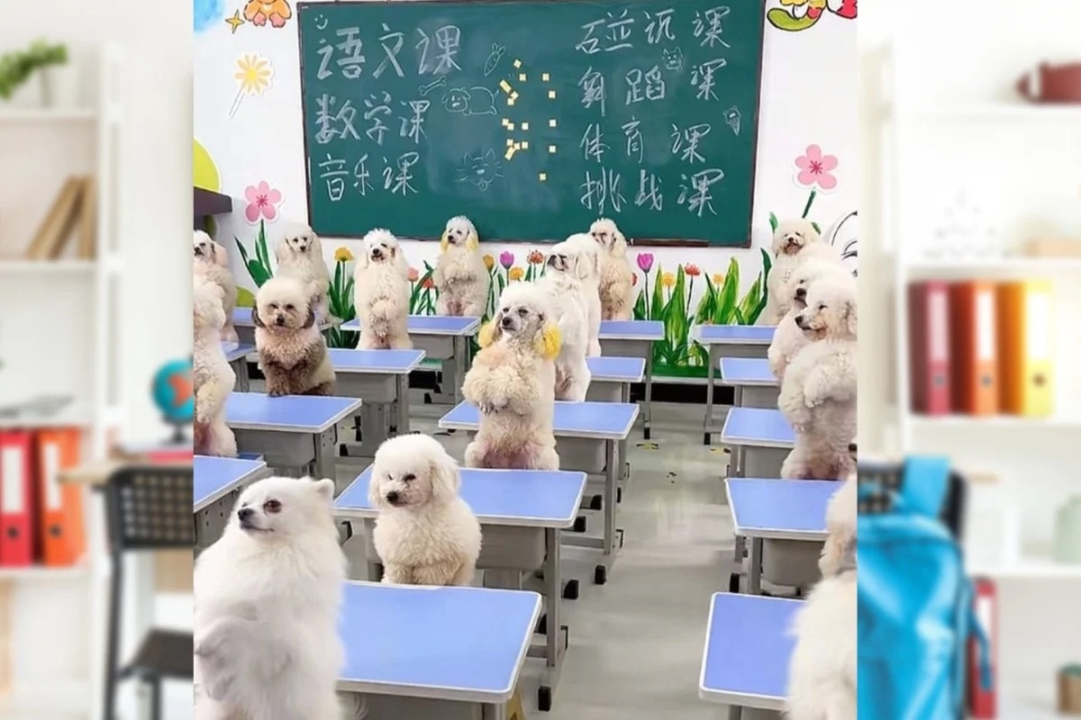 Cô gái gây tranh cãi khi chi 45 triệu đồng/tháng cho chó đi học