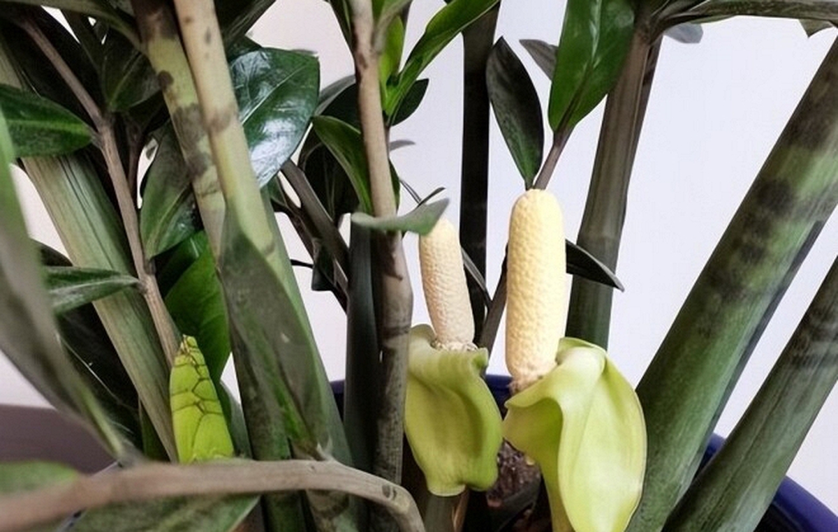 5 cây ra hoa là gia chủ "có lộc", tiền bạc rủng rinh, vận may tìm đến tận cửa