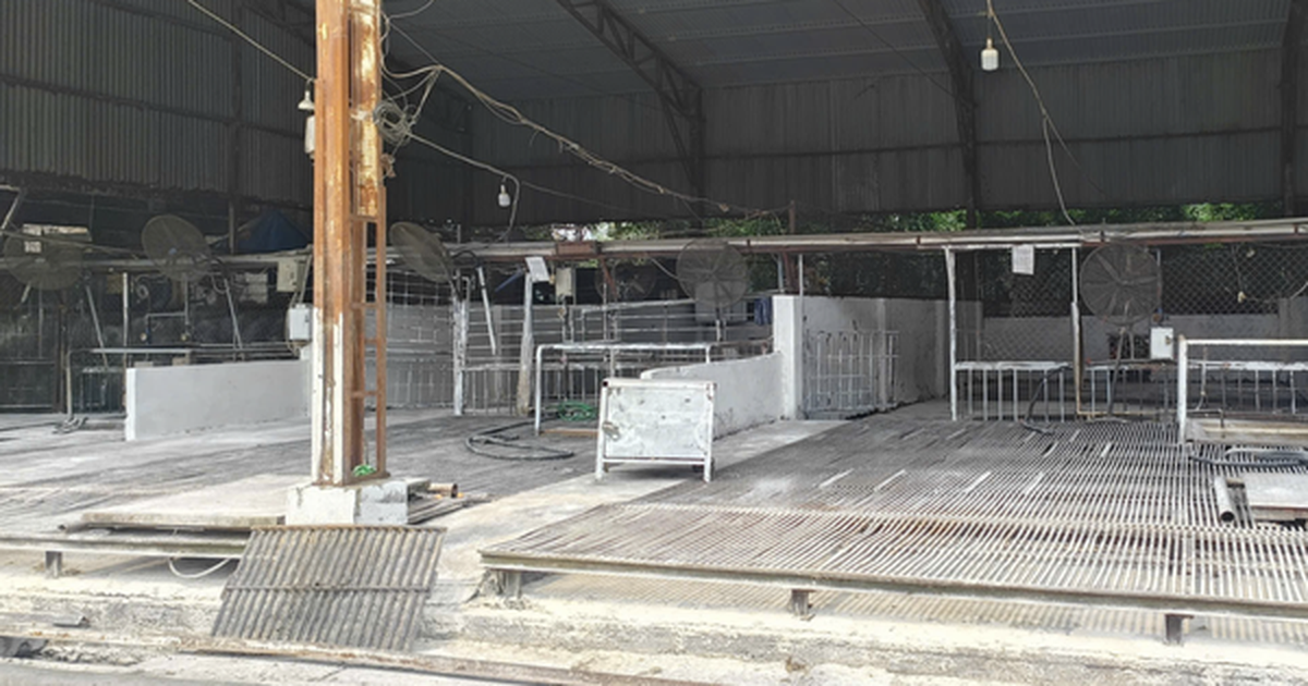 Cán bộ kiểm dịch thú y "vòi tiền" tiếp tay tiêu thụ 3.600 con heo bệnh