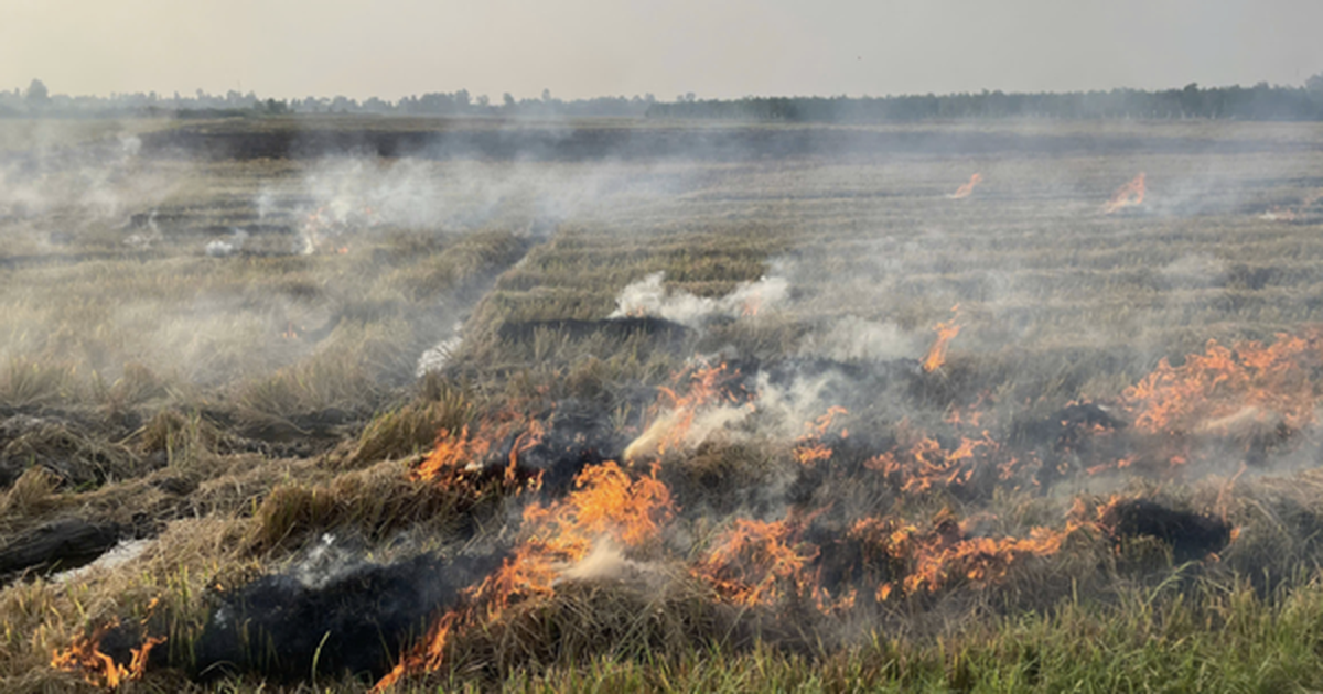 Chồng bàng hoàng phát hiện thi thể vợ trong đám cháy giữa đồng ở Cần Thơ