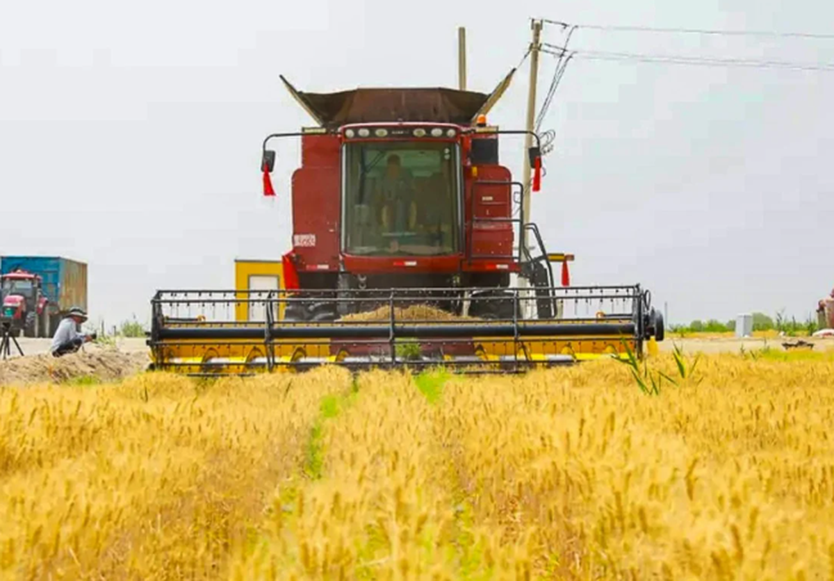 Trung Quốc khiến thế giới sửng sốt: Trồng lúa mì ở vùng đất ‘chết’ với sản lượng 4,5 tấn/ha, 90% cây sống "ngon ơ" sau bão cát, từ 30 người làm nay chỉ cần 4