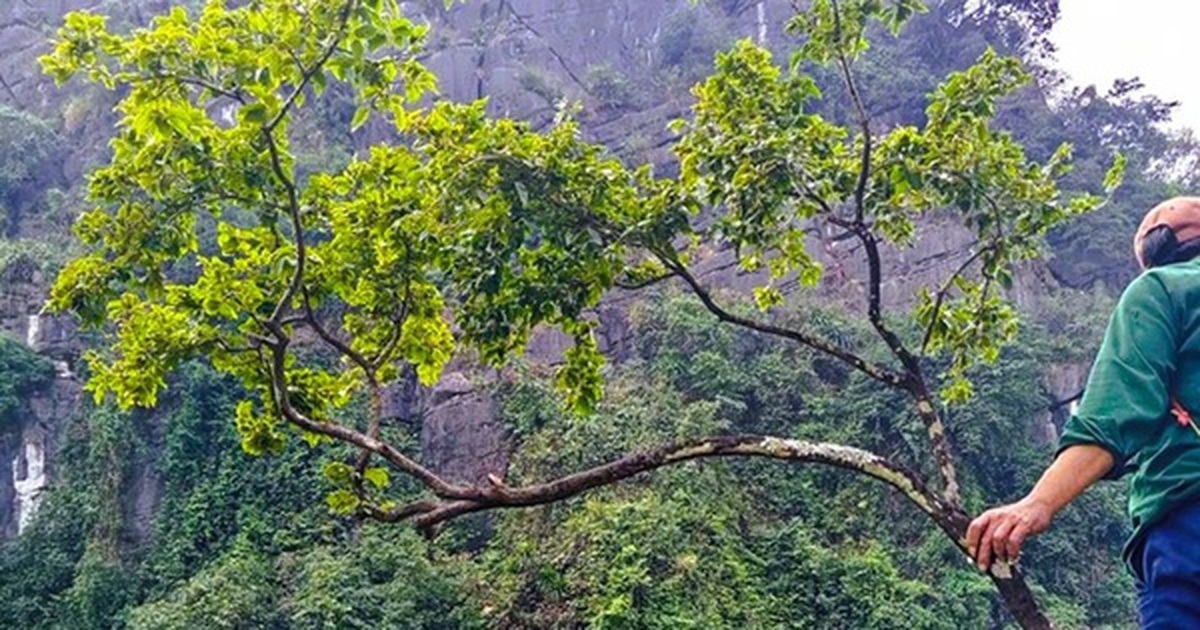 Mật phục bắt xe máy chở 6 cây muội hồng từ trên núi xuống