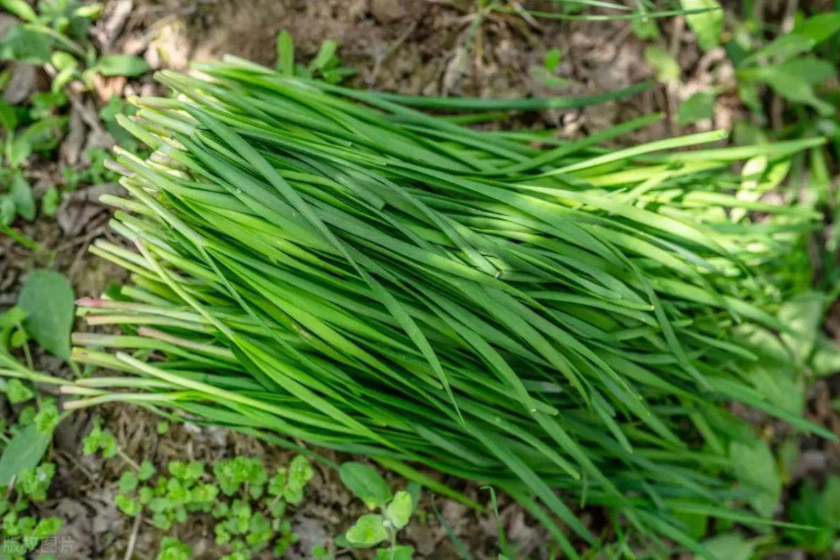 Loại rau rẻ tiền nhưng cực tốt cho tim mạch, tiêu hóa và giấc ngủ