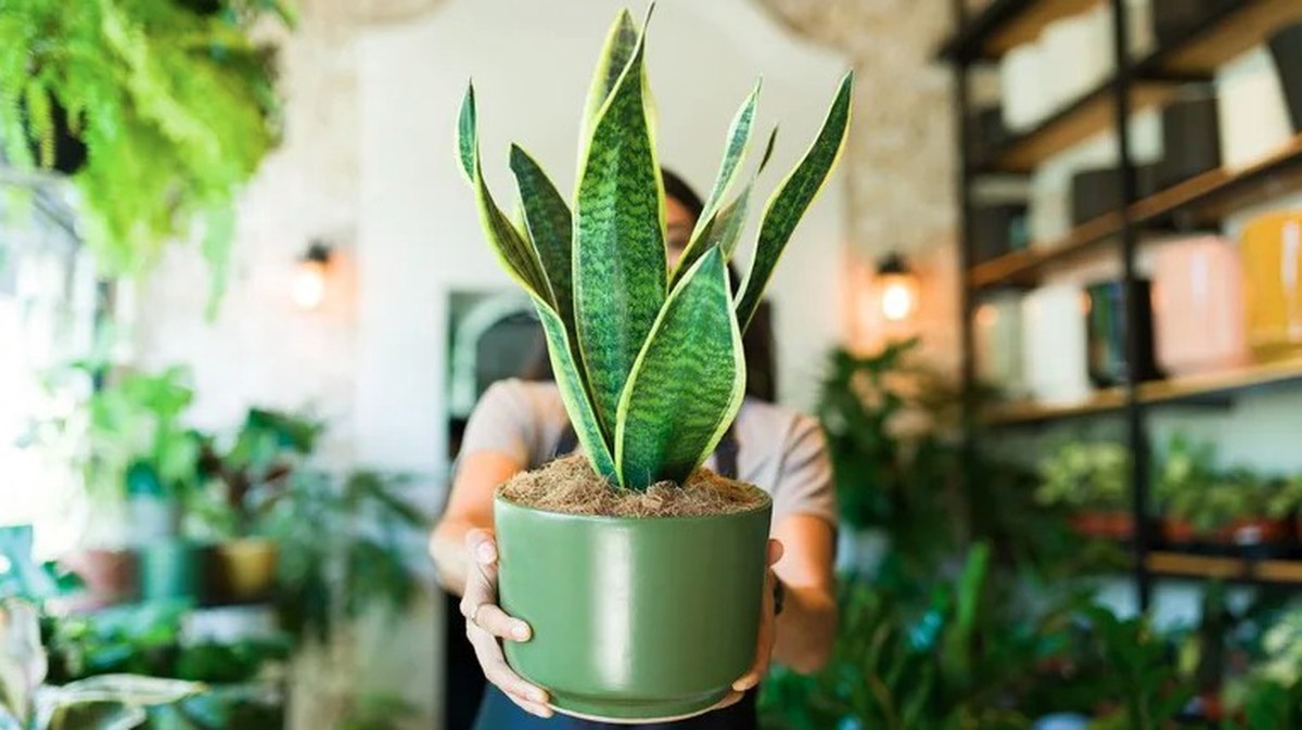 3 điều cần làm với cây lưỡi hổ ngay bây giờ