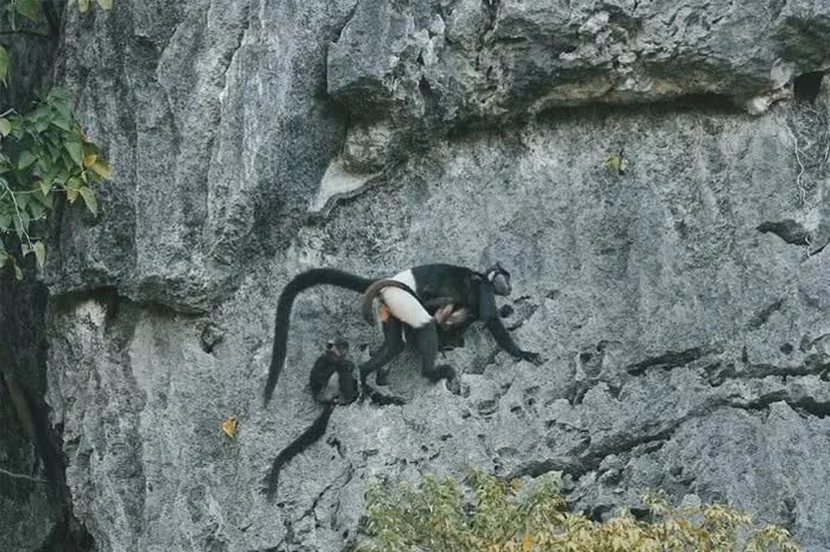 Cảnh báo nóng, tận diệt cây Muội hồng có thể đẩy Voọc mông trắng tuyệt chủng