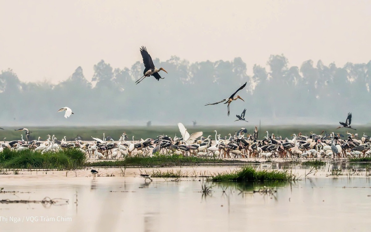 Xuất hiện loài chim quý hiếm, nguy cấp, nằm trong Sách đỏ thế giới ở Vườn Quốc gia Tràm Chim