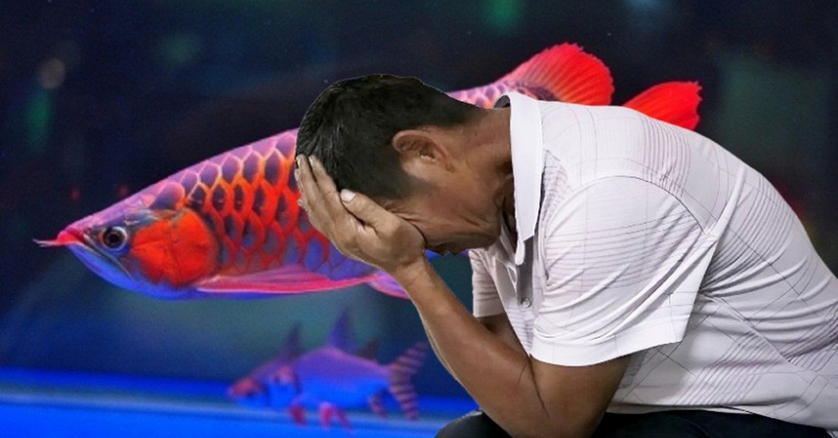 Nuôi cá rồng đỏ trị giá 170 triệu đồng suốt 4 năm, cá chết liền kiện công ty nước đòi bồi thường, tòa tuyên bố: Lỗi là do ông