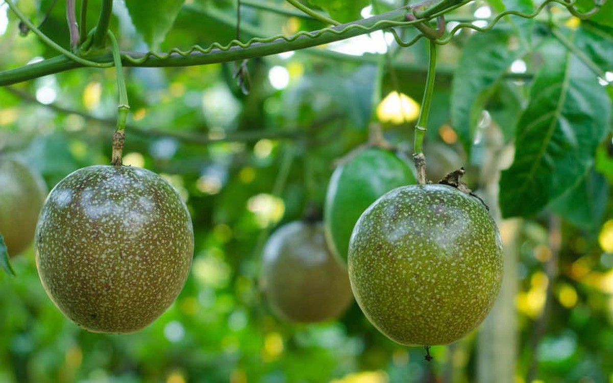 "Làm nông nghiệp" như thế nào thì không chịu th...