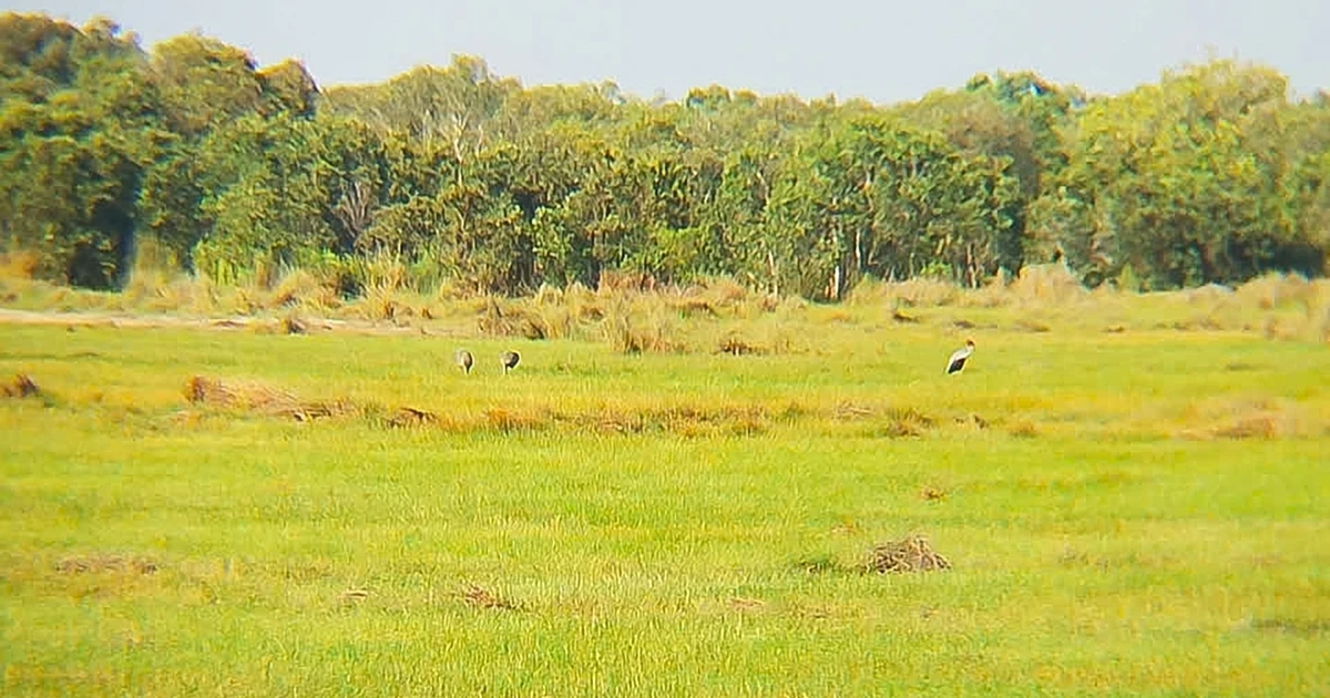 Đàn sếu đầu đỏ trở lại Khu bảo tồn Phú Mỹ