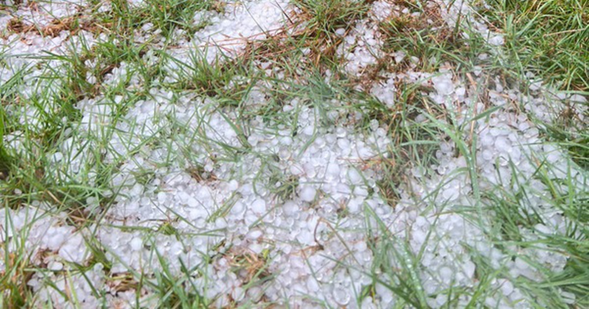 CLIP: Mưa đá dồn dập ở vùng cao Quảng Ngãi, phủ trắng mặt đất