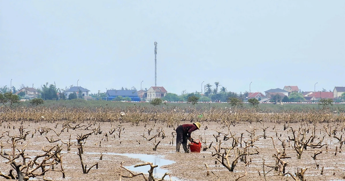 "Bức tường xanh" ở Hà Tĩnh chết khô
