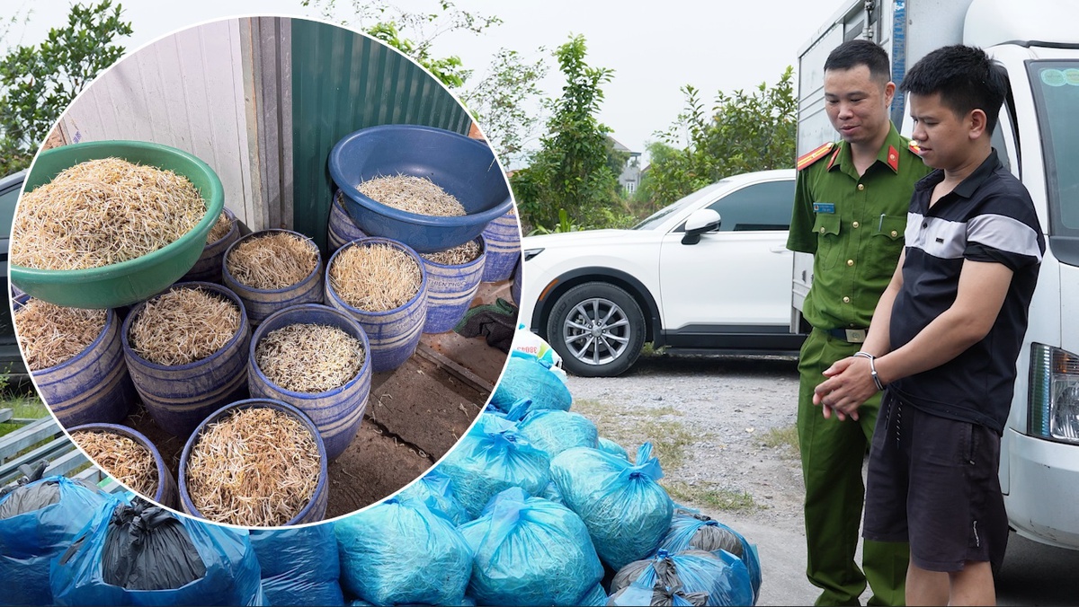 Cận cảnh xưởng sản xuất giá đỗ dùng hormone tăng trưởng ở Quảng Ninh: Mỗi ngày bán 700 kg, thu giữ 4000 kg chứa chất cấm