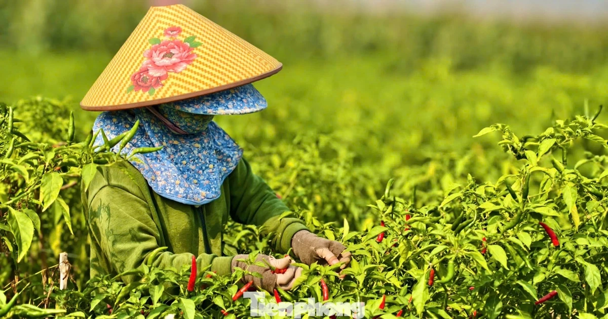 Ớt được mùa, vì sao nông dân trắng tay?