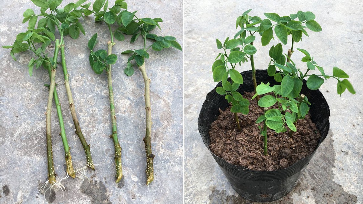 3 loại rau "bổ như sâm", nên trồng trong nhà ngay