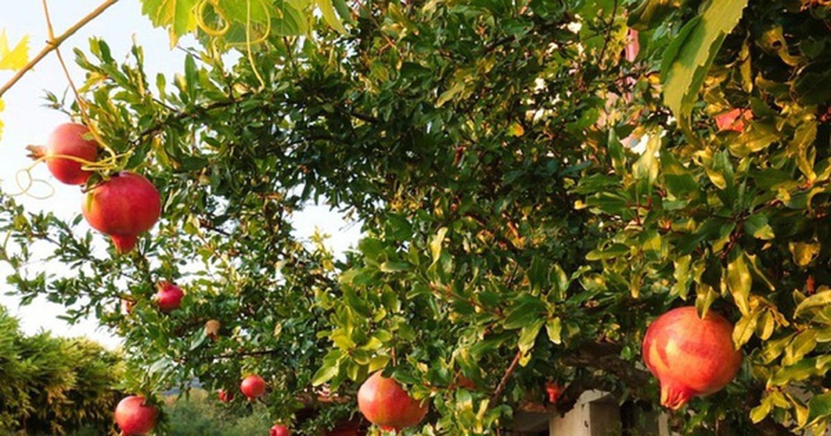 3 loại cây “hút” vượng khí, nên trồng trước nhà