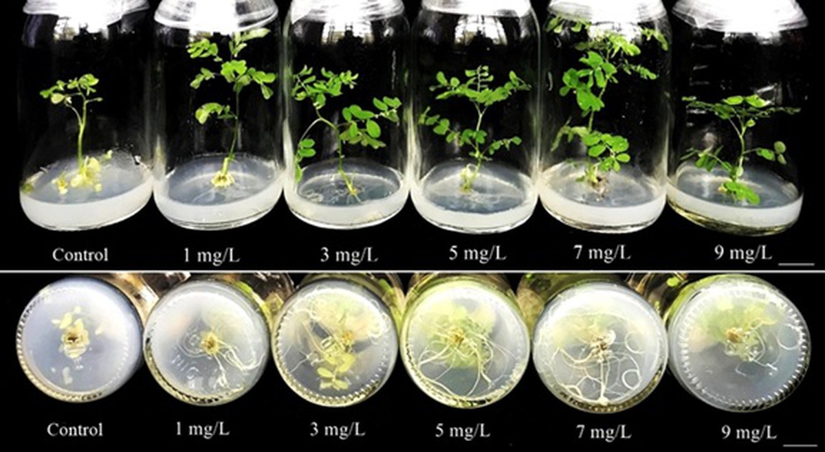 Nghiên cứu đột phá giúp Việt Nam thay đổi nền nông nghiệp và dược liệu giá trị