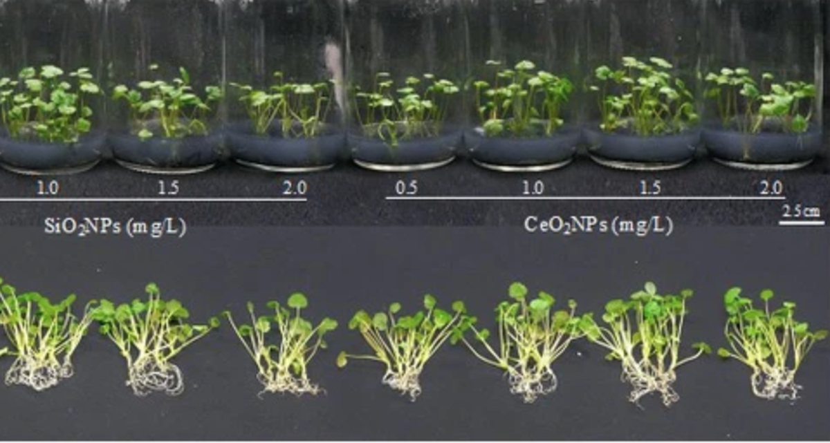 Nhà khoa học Việt Nam tạo bước ngoặt về Nano: Có thể làm thay đổi cách nhân giống trong ngành trồng trọt