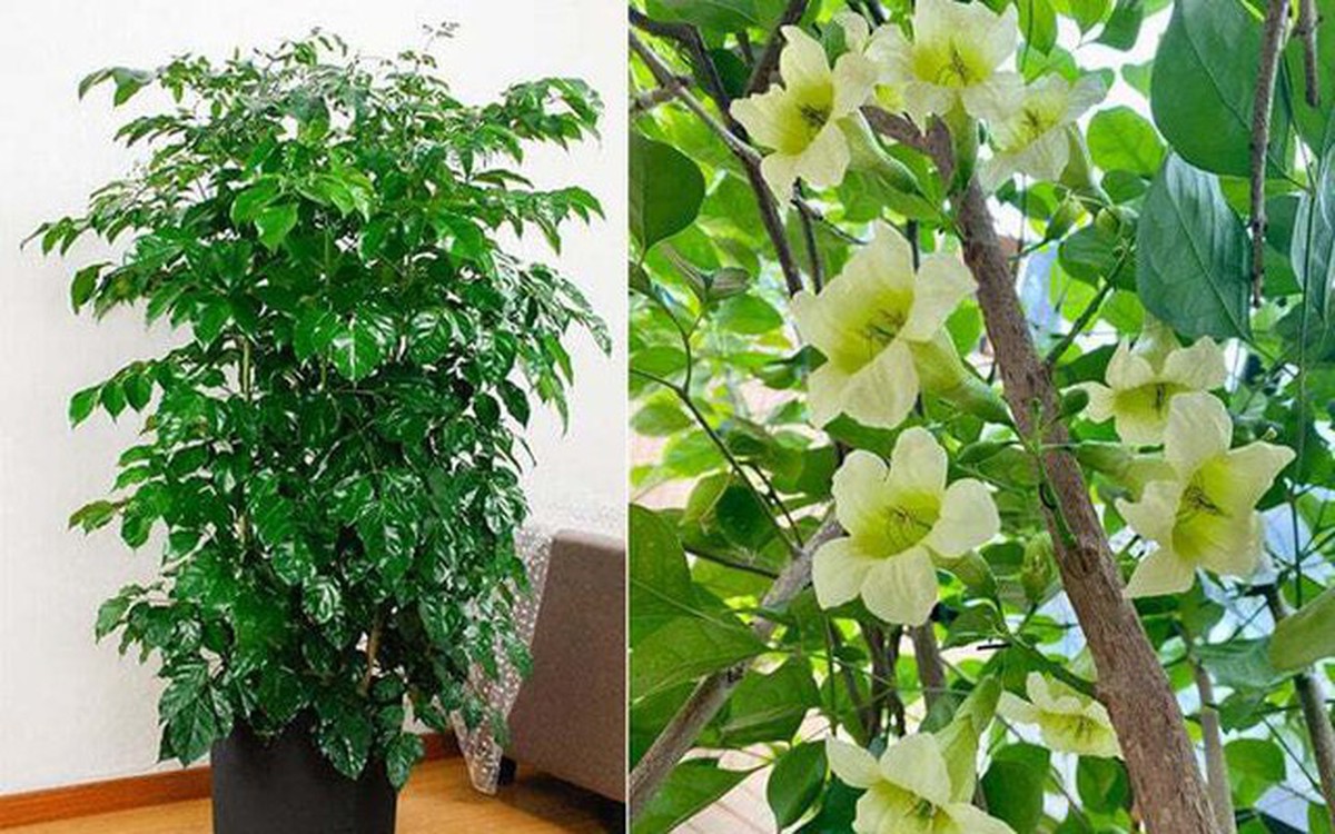 5 loại cây có tác dụng chữa lành nên trồng trong nhà để gia chủ luôn cảm thấy hạnh phúc, yêu đời