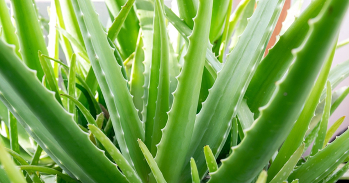 5 cây cảnh nên trồng tại ban công: "Hút" tài lộc, lười chăm vẫn xanh mướt