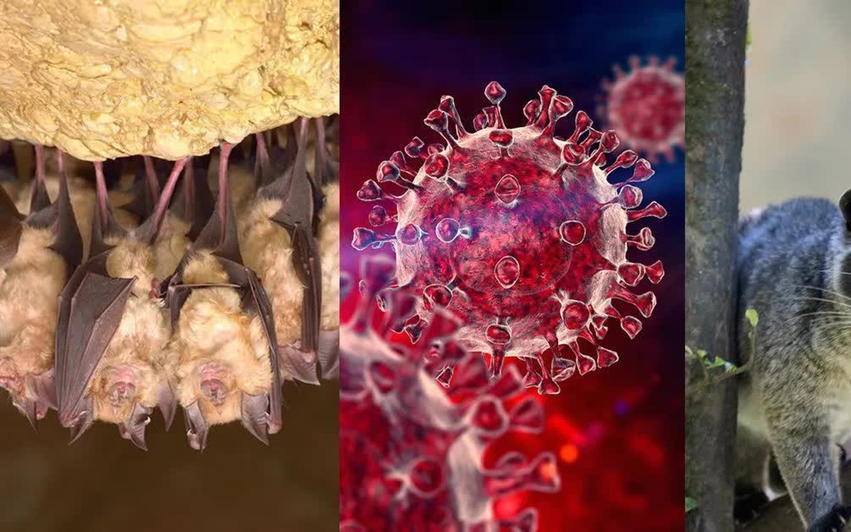 Cảnh báo sớm nguy cơ dịch bệnh mới từ virus corona ở dơi