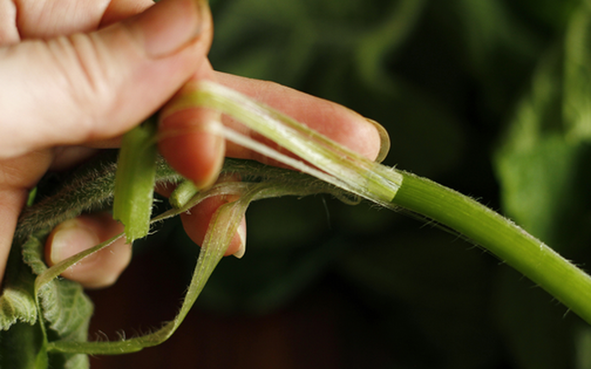 Loại rau bổ dưỡng chẳng kém "nhân sâm", ở quê mọc um tùm