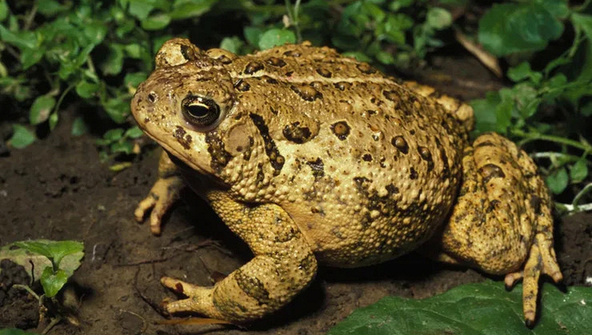 4 vật vào nhà báo hiệu điềm lành, đuổi đi là đánh rơi vận may