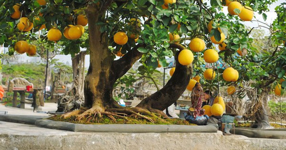 Gia đình trồng cây bưởi trước nhà cần lưu ý