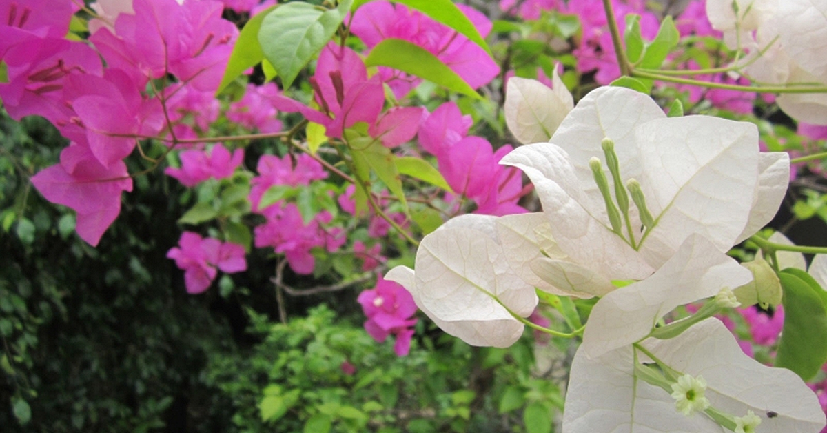 Lời khuyên chân thành đến những gia đình đang trồng cây hoa giấy