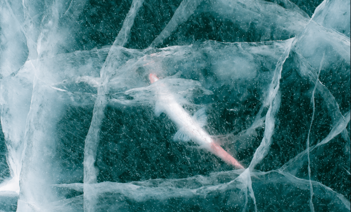 Tin vui bất ngờ: Các nhà khoa học hồi sinh thành công sinh vật 24.000 năm tuổi từ băng vĩnh cửu