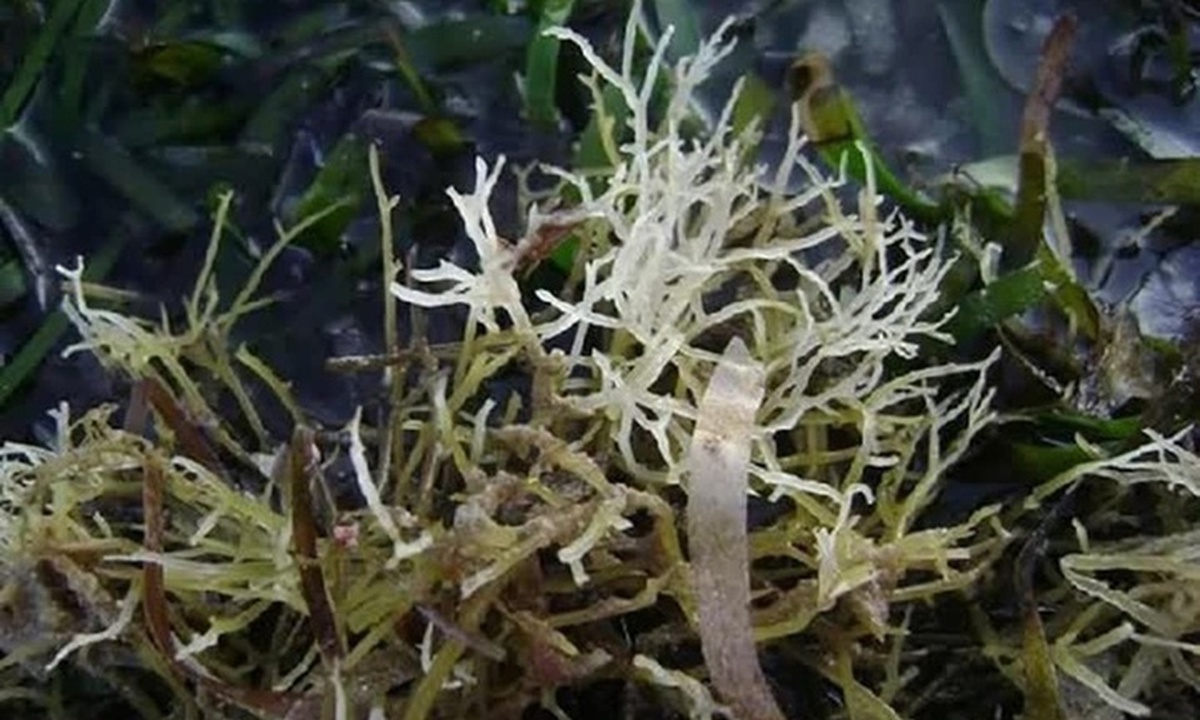 Bí mật loại rau tên là bộ phận của một con vật, xưa là rau dại nay thành đặc sản nổi tiếng