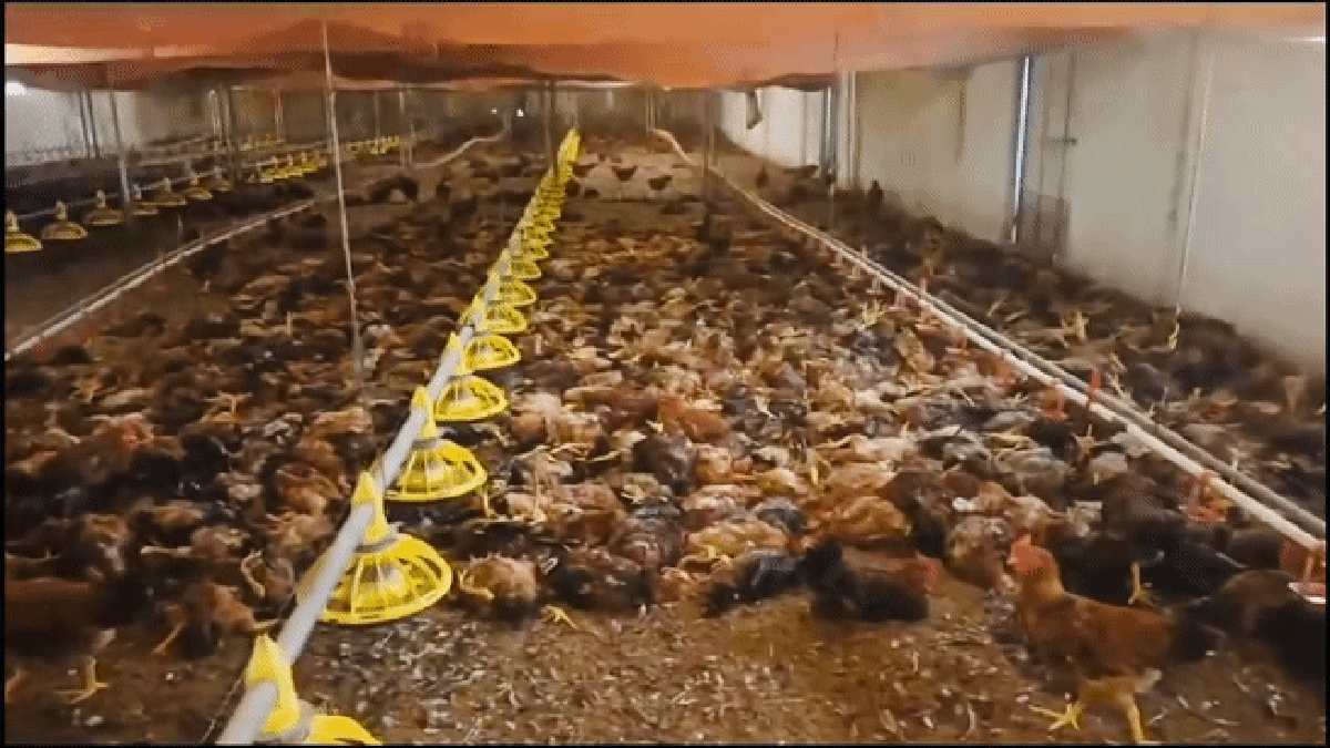 Chập điện khiến trang trại gà hơn 5.000 con chết ngạt