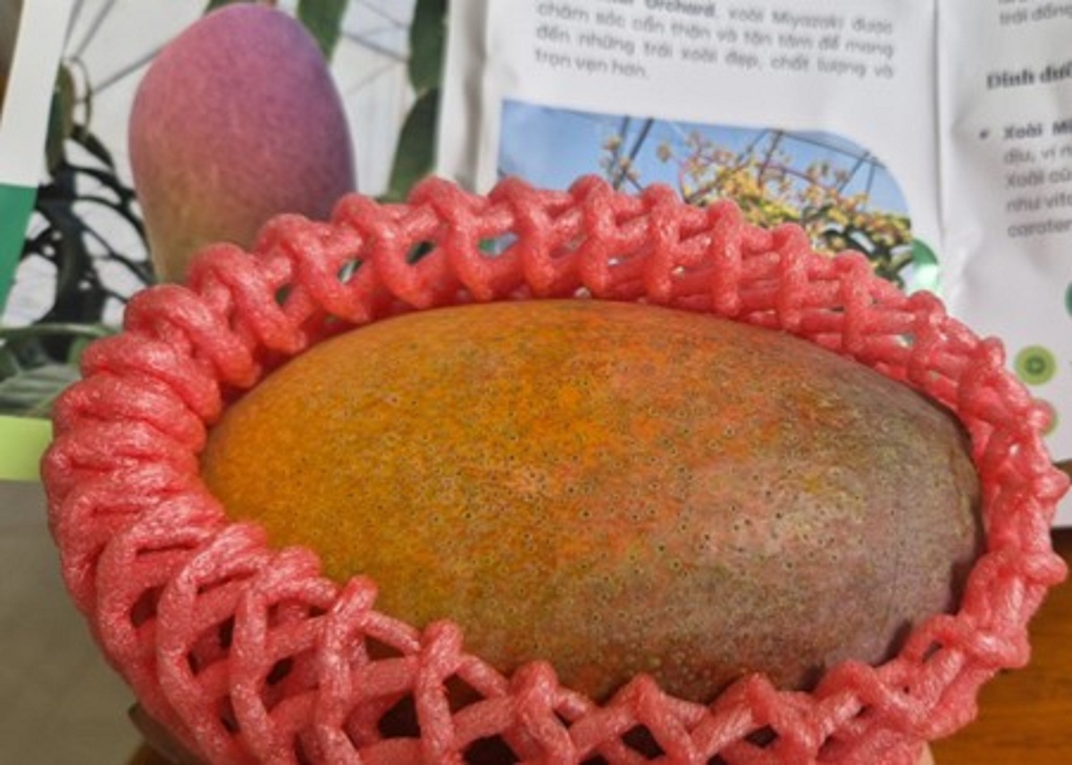 Giống xoài đắt nhất thế giới giá vài triệu đồng/quả được trồng tại TP.HCM