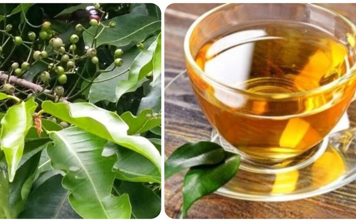 Nên uống nước lá vối khô hay tươi?