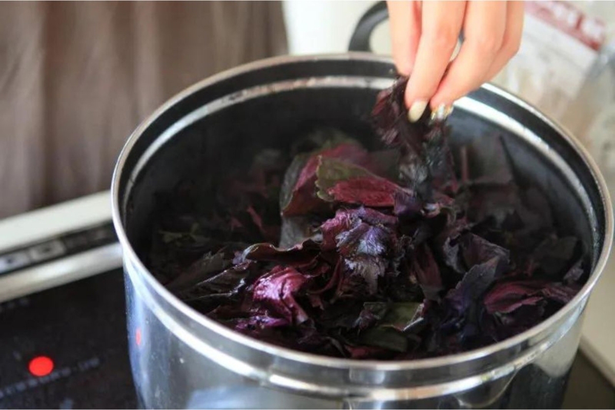 Uống nước lá tía tô thấy 7 sự khác biệt trong cơ thể