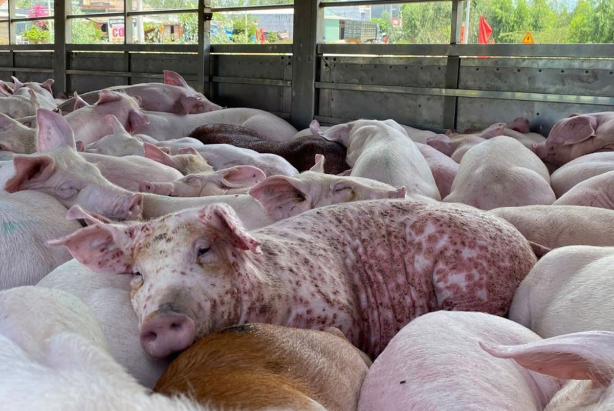 Thịt lợn nhiễm dịch tả châu Phi có an toàn khi nấu chín?