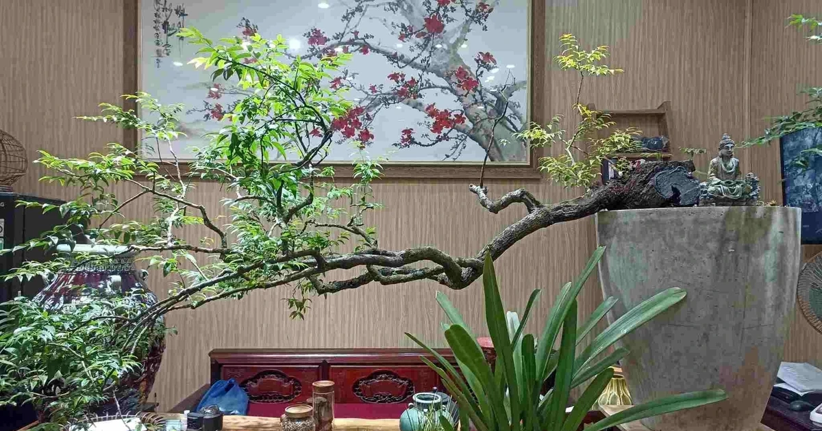 "Cơn sốt" cây Muội hồng: Yêu cầu xử lý nghiêm các trường hợp khai thác, mua bán