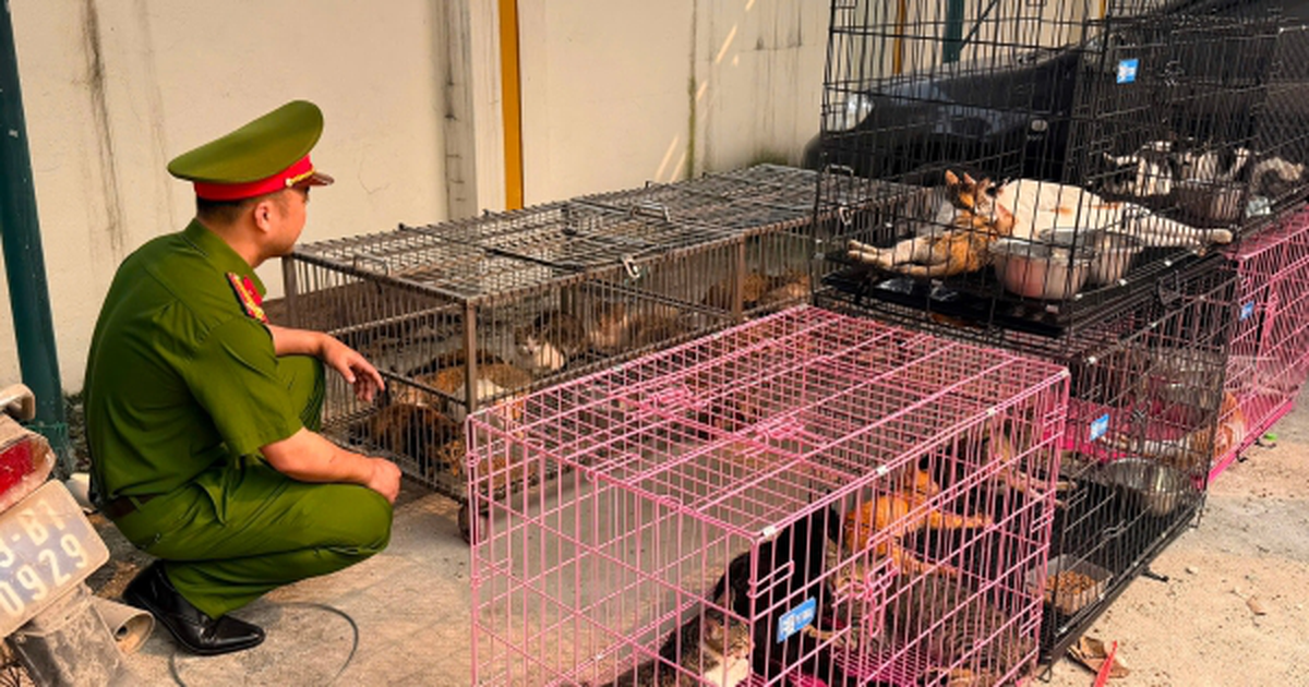 Triệt phá đường dây trộm mèo quy mô lớn ở Hà Nội: Hơn 300 con mèo bị bán theo cân