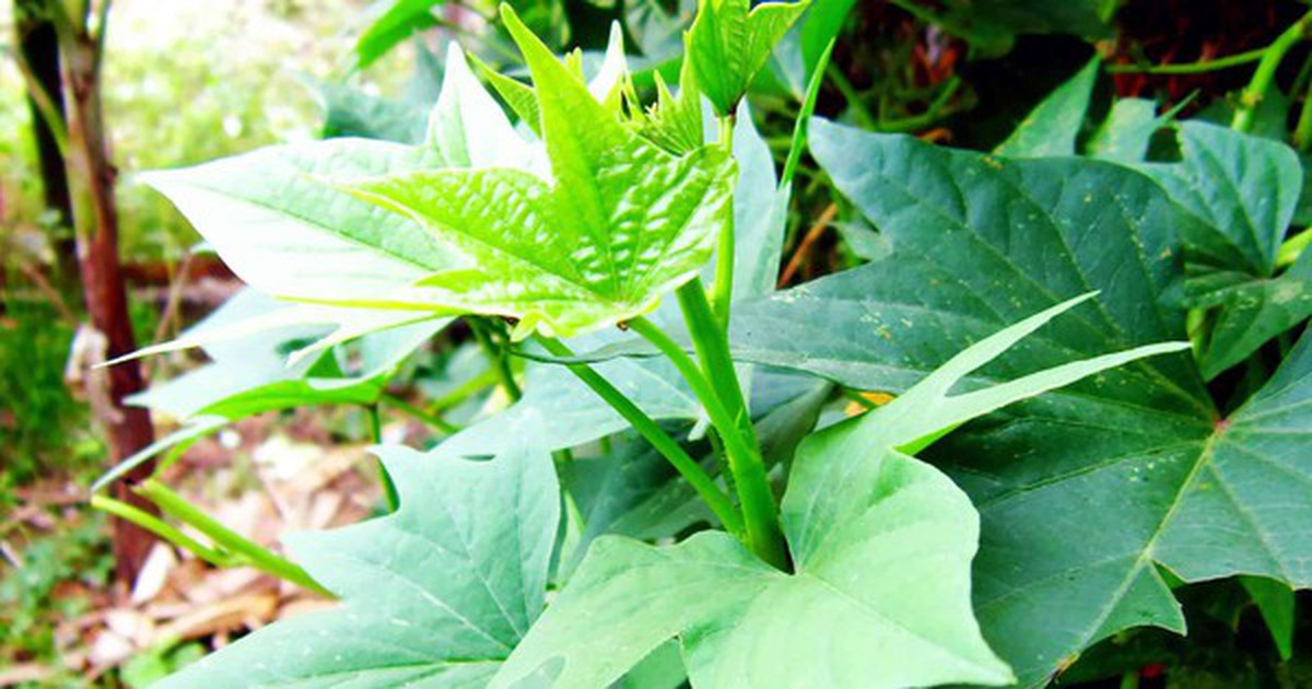 3 loại rau nên trồng trong vườn tháng 4: Bổ như "sâm", 20 ngày có rau ăn