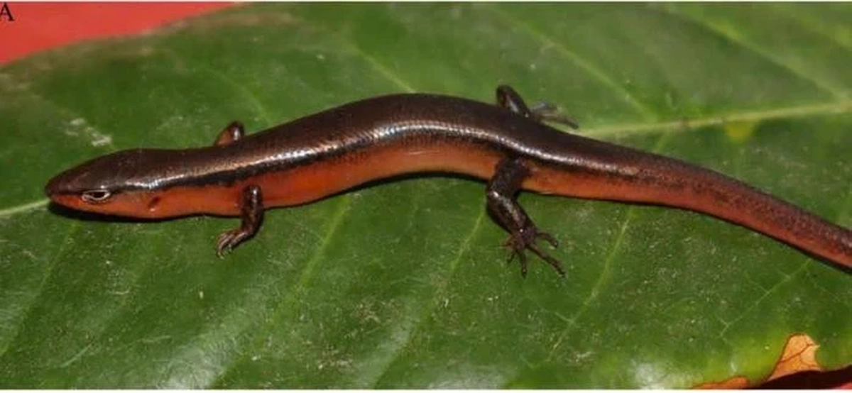 Phát hiện loài thằn lằn mới tại Vườn Quốc gia Vũ Quang