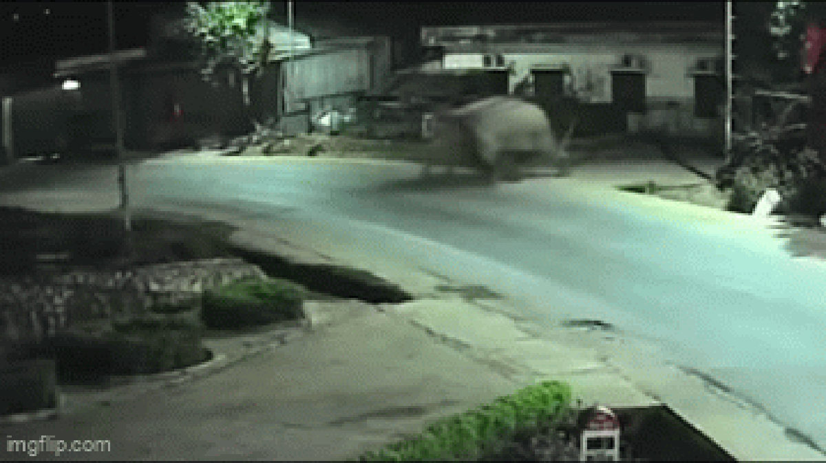 Voi rừng phá rào, xâm nhập vào trường, học sinh được thông báo ở yên trong phòng