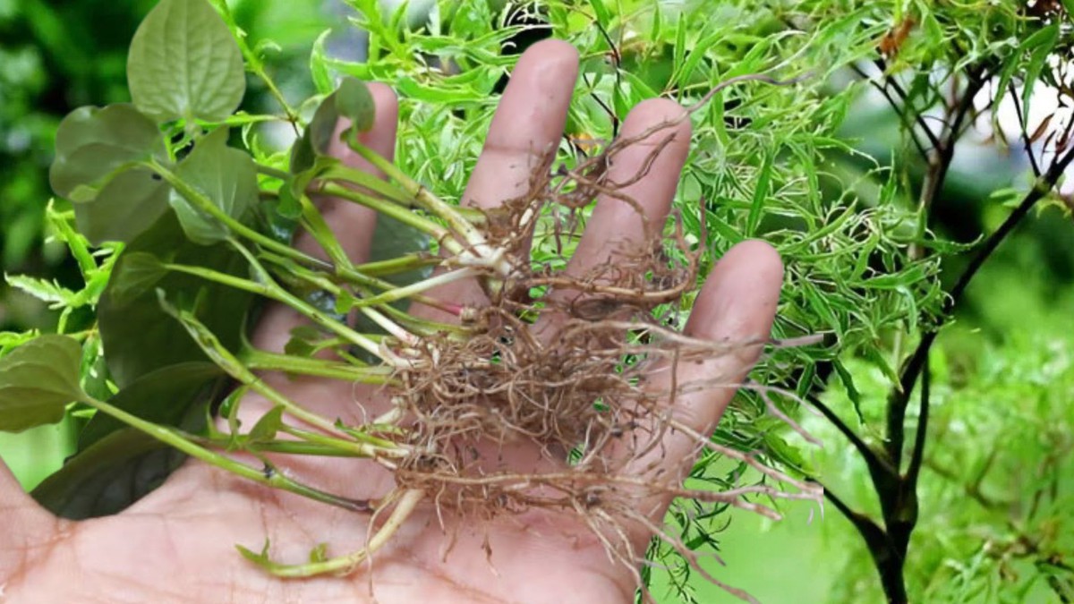 Uống lá đinh lăng, rễ lá lốt, người đàn ông cấp cứu vì không thể đi lại