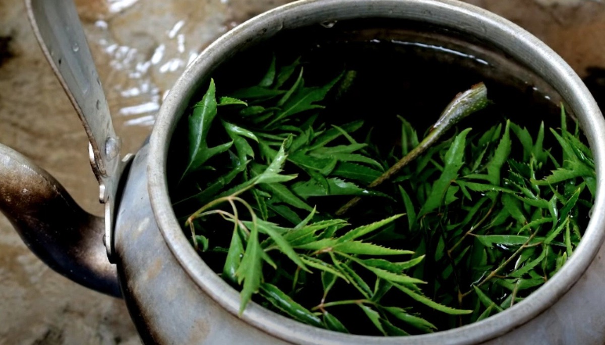 5 lưu ý khi uống lá đinh lăng