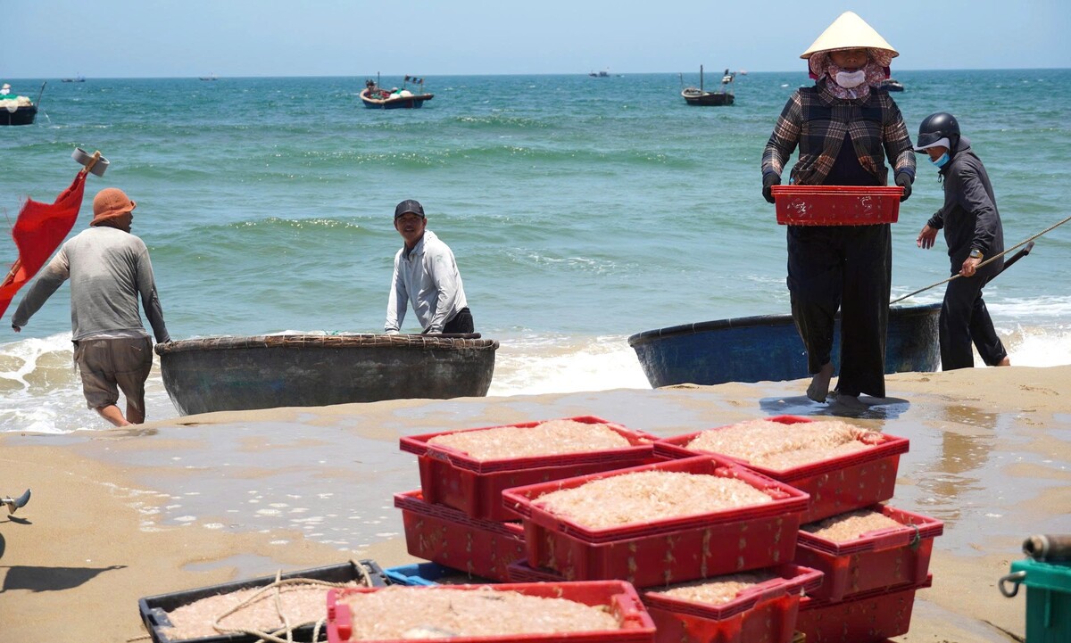 Ruốc xuất hiện dày đặc, ngư dân Đà Nẵng "bỏ túi" bạc triệu sau vài giờ vươn khơi