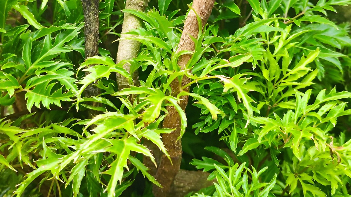 Loại lá cực quen thuộc ở Việt Nam, biết cách dùng bổ chẳng kém nhân sâm hay tổ yến
