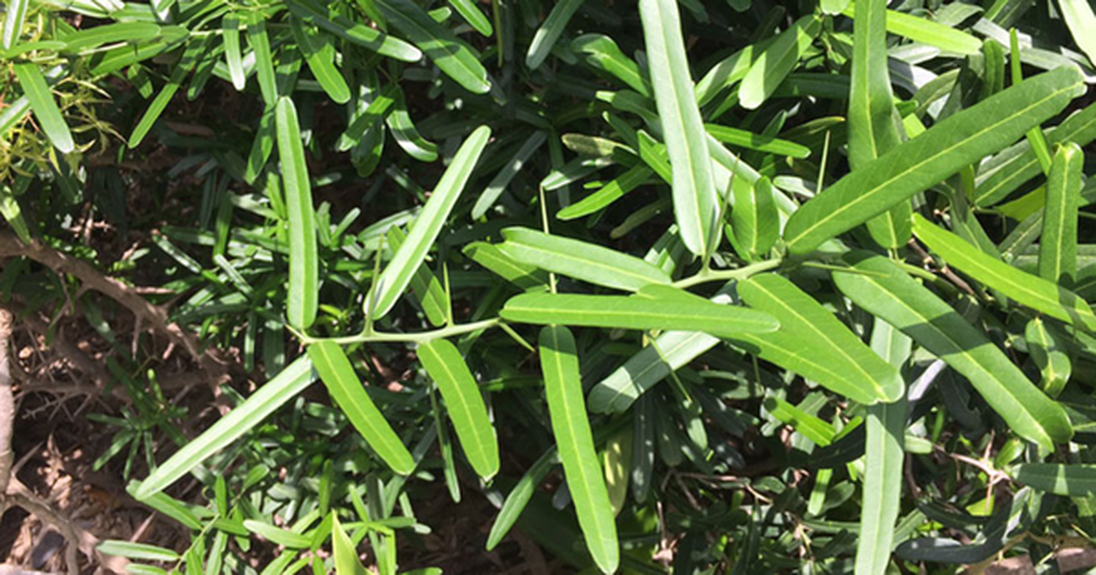 Ngỡ là cây dại ven đường, ai ngờ phần rễ bán tới 10 triệu/kg, vẫn có người mua