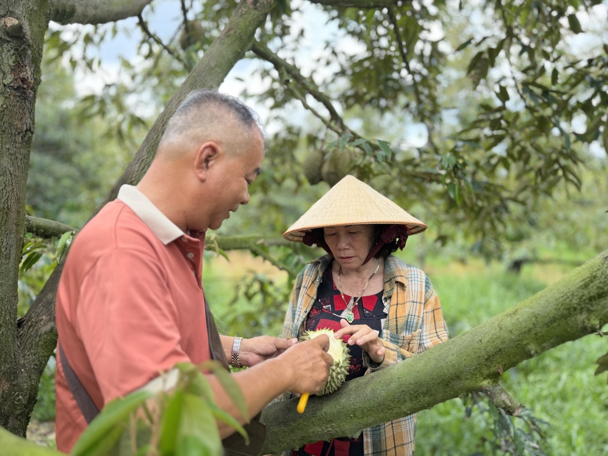Cơn lao dốc của ‘vua trái cây’: Thương lái bỏ cọc, nhà vườn ôm nợ