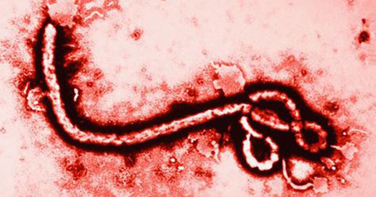 WHO nâng mức cảnh báo dịch Ebola lên khẩn cấp, ...
