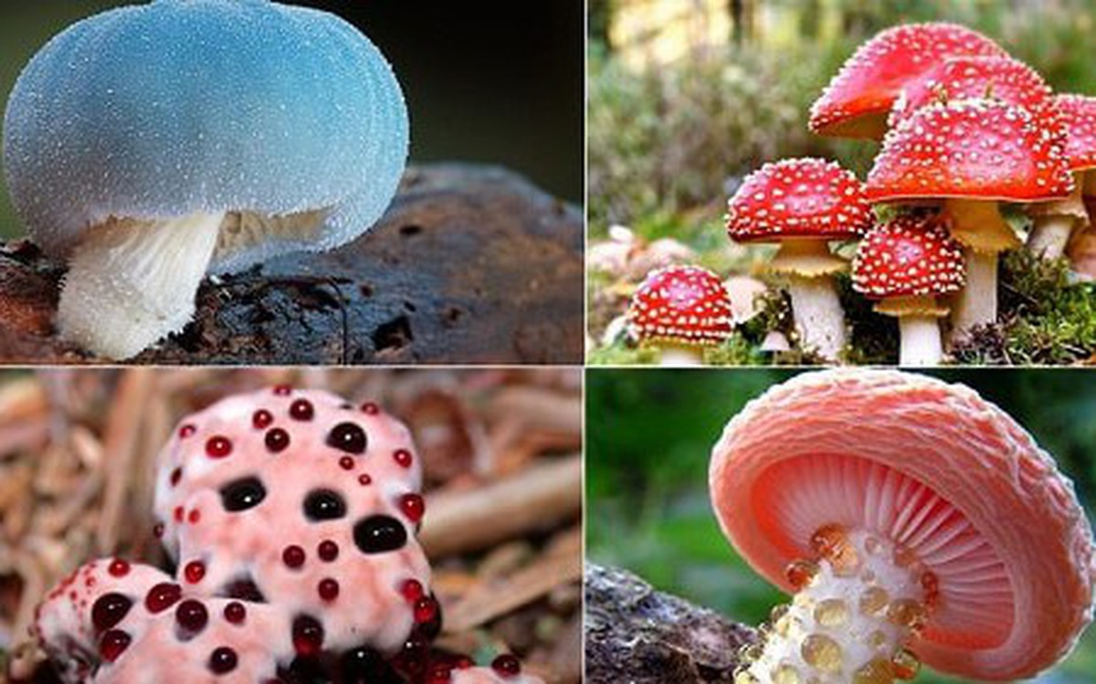 Hàng nghìn ca ngộ độc mỗi năm, người dân Vân Nam vẫn ùn ùn lên núi hái nấm