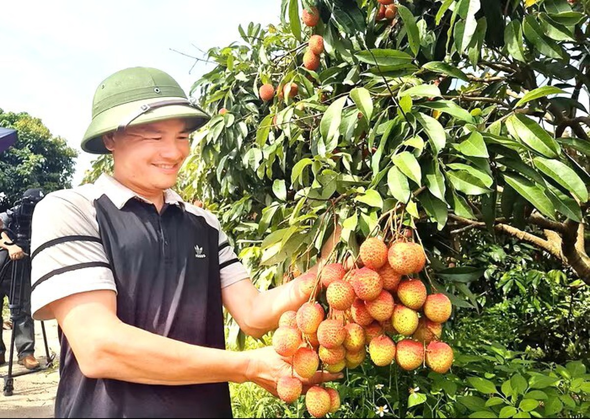 Vải Bắc Ninh mất mùa, 1 vườn vải u trứng vẫn bán giá kỷ lục